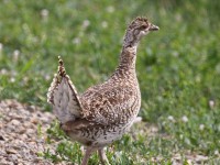 0J6A9252Sharp-tailed_Grouse