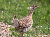 0J6A9253Sharp-tailed_Grouse