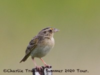 0J6A9280Grasshopper_Sparrow