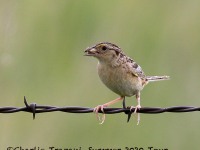 0J6A9289Grasshopper_Sparrow_Eating_Grasshopper