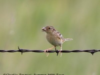 0J6A9292Grasshopper_Sparrow