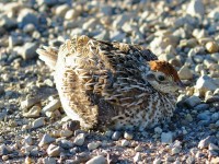 0J6A9345Pheasant_or_Grouse_Young