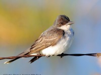 0J6A9367Eastern_Kingbird