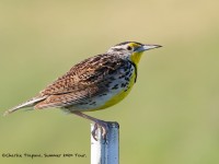 0J6A9371Western_Meadowlark