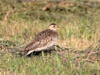 0J6A9406Upland_Sandpiper