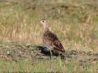 0J6A9408Upland_Sandpiper