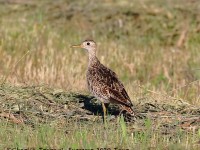 0J6A9408Upland_Sandpiper