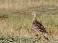 0J6A9412Upland_Sandpiper