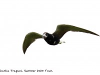 0J6A9621Black_Tern