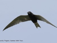 0J6A9843Black_Tern