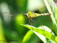 0J6A9920Common_Green_Darner