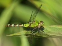 0J6A9940Common_Green_Darner