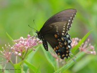 0J6A9967Black_Swallowtail_Butterfly