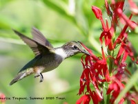 819A0041Ruby-throated_Hummingbird