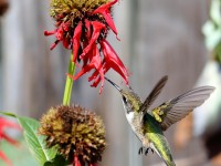 819A0141Ruby-throated_Hummingbird