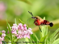 819A0191Hummingbird_Moth