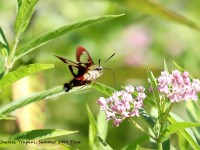 819A0204Hummingbird_Moth