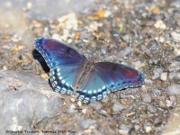 819A0247Red-spotted_Purple_Butterfly