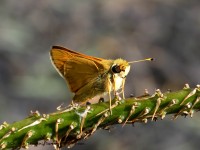 819A0444Skipper_Butterfly