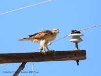 819A4160Red-tailed_Hawk_Road_to_Marathon