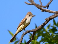 819A4170Ash-throated_Flycatcher_Marathon_TX