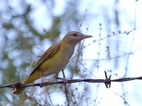 819A4212zYellow-green_Vireo_Marathon_TX