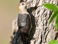 819A4309Golden-fronted_Woodpecker