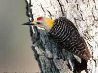819A4360Golden-fronted_Woodpecker