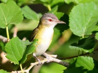 819A4425Yellow-Green_Vireo_LD