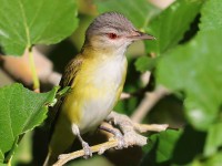 819A4473Yellow-Green_Vireo