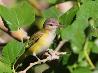 819A4498Yellow-green_Vireo