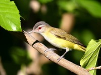 819A4540Yellow-green_Vireo_LD