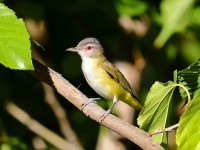 819A4554Yellow-Green_Vireo_LD