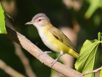 819A4562Yellow-green_Vireo_LD