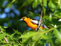 819A4588Bullocks_Oriole