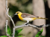 819A4598Bullocks_Oriole