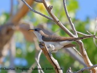 819A4646Yellow-billed_Cuckoo