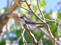 819A4647Yellow-billed_Cuckoo