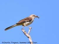 819A4657Northern_Mockingbird