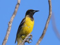 819A4674Scotts_Oriole