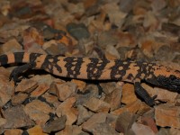 819A4695Gila_Monster