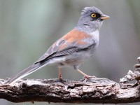 819A4697Yellow-eyed_Junco