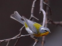 819A4741Cresent-chested_Warbler