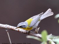 819A4751Cresent-chested_Warbler