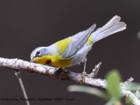 819A4779Cresent-chested_Warbler