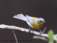 819A4781Cresent-chested_Warbler