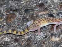 819A4857Western_Babded_Gecko