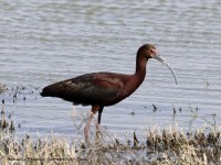 819A4923White-faced_Ibis