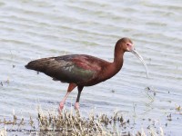 819A4936White-faced_Ibis