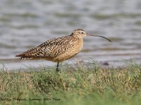 819A4968Long-billed_Curlew